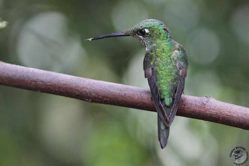 Empress Brilliant female adult, identification