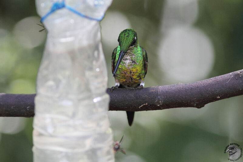 Empress Brilliant female adult, identification