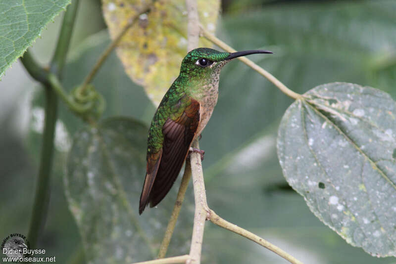 Fawn-breasted Brilliant female adult, identification