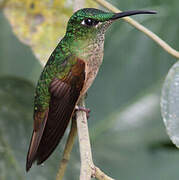 Fawn-breasted Brilliant