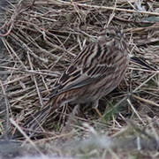 Pine Bunting