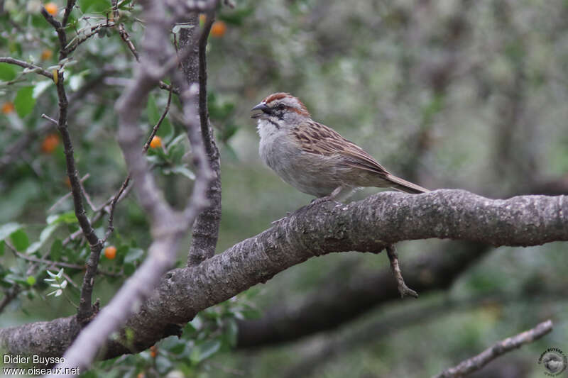 Bruant à calotte rayéeadulte, identification, chant