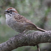 Stripe-capped Sparrow