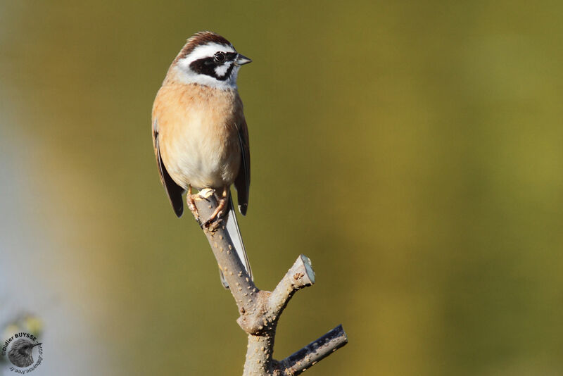 Meadow Bunting male, identification