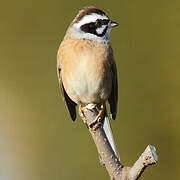 Meadow Bunting