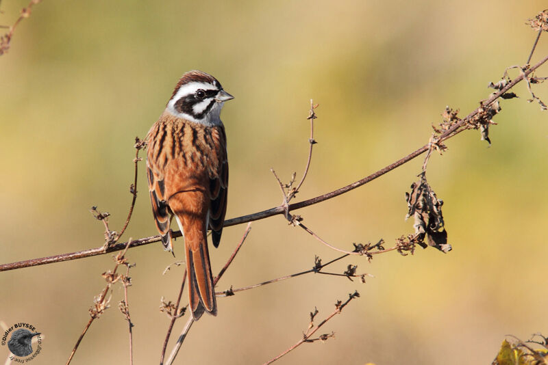 Meadow Bunting male adult post breeding, identification