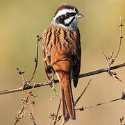 Meadow Bunting