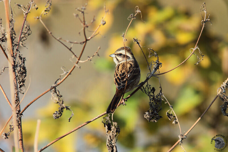 Meadow Bunting female adult post breeding, identification