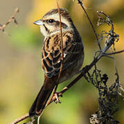 Meadow Bunting