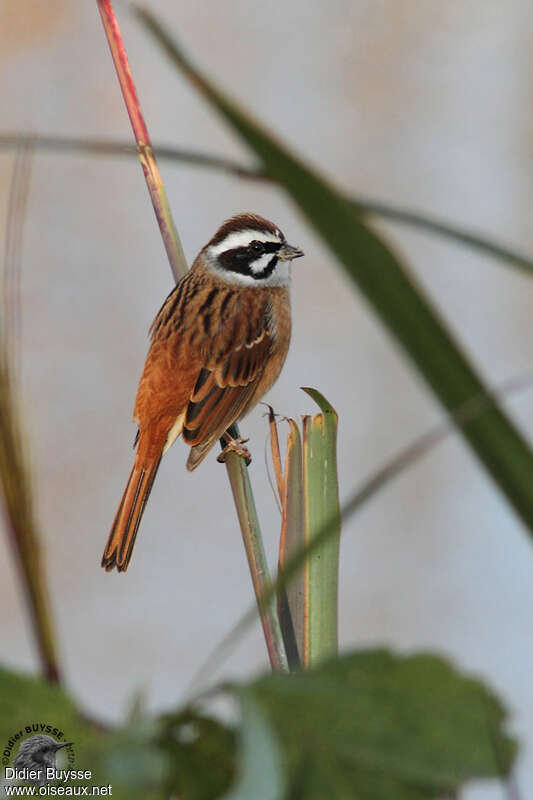 Meadow Bunting male adult post breeding, identification