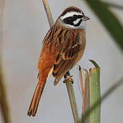 Meadow Bunting