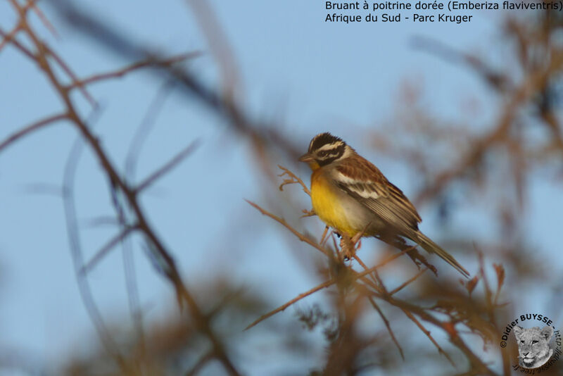 Golden-breasted Bunting