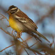 Golden-breasted Bunting