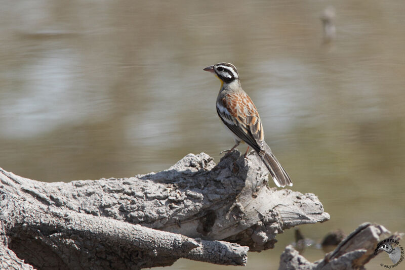 Golden-breasted Bunting male adult, identification