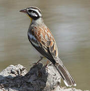 Golden-breasted Bunting