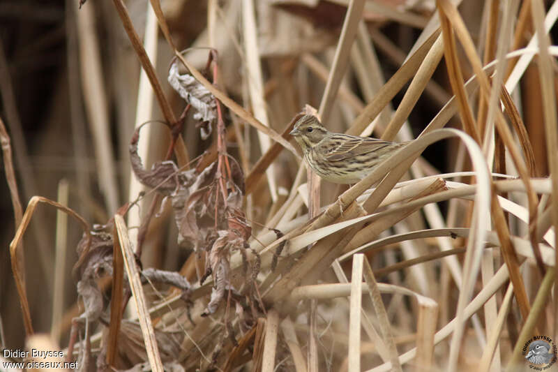 Bruant auréole1ère année, identification