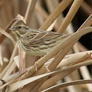 Yellow-breasted Bunting