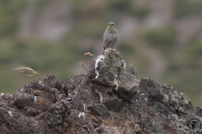 Cinereous Buntingadult, identification