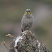 Cinereous Bunting