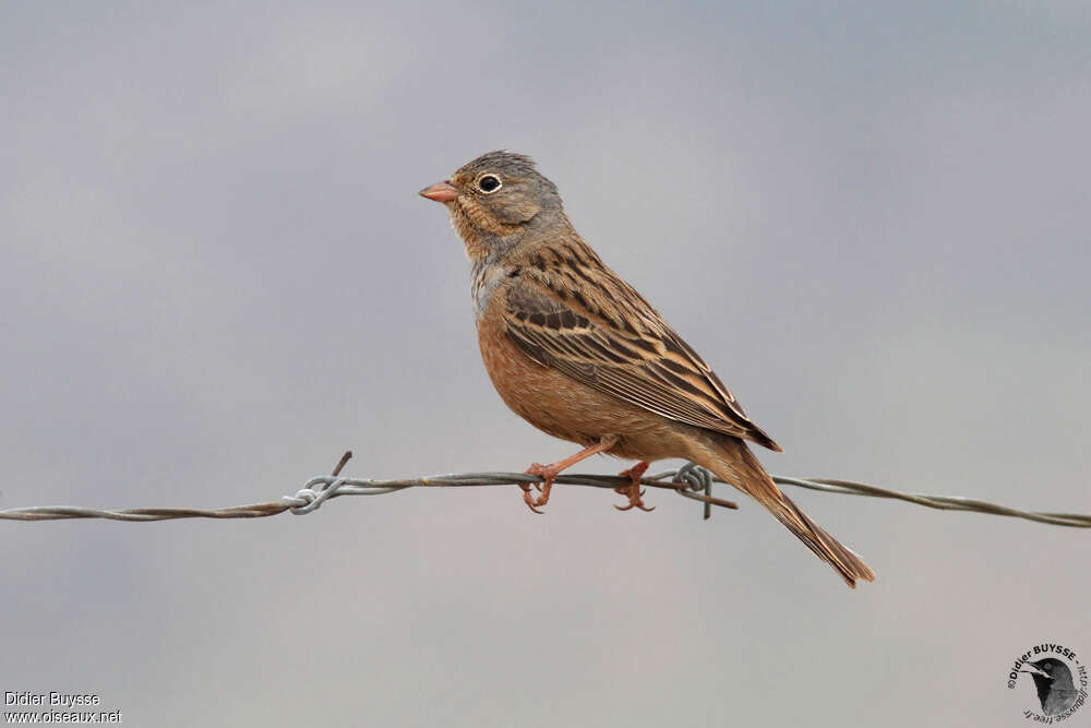 Cretzschmar's Bunting female adult breeding, identification