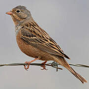 Cretzschmar's Bunting