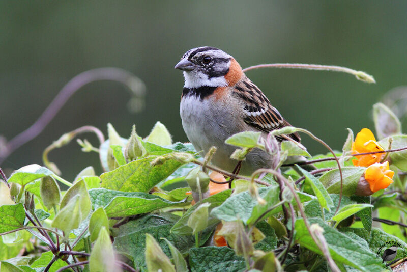 Rufous-collared Sparrowadult, identification