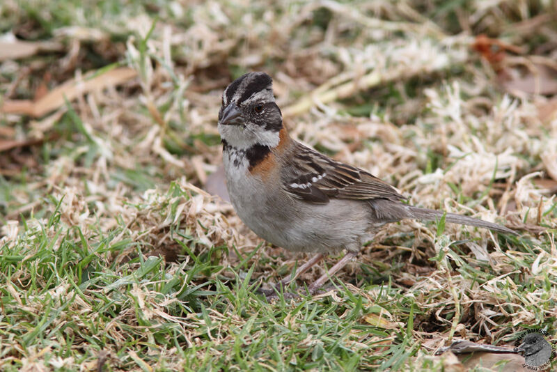 Rufous-collared Sparrowadult, identification