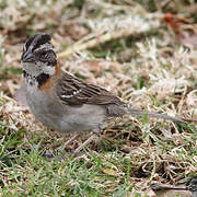 Rufous-collared Sparrow