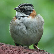 Rufous-collared Sparrow