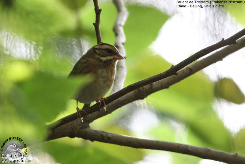 Tristram's Bunting female adult post breeding, identification