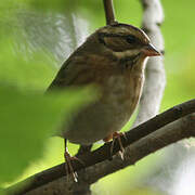 Tristram's Bunting