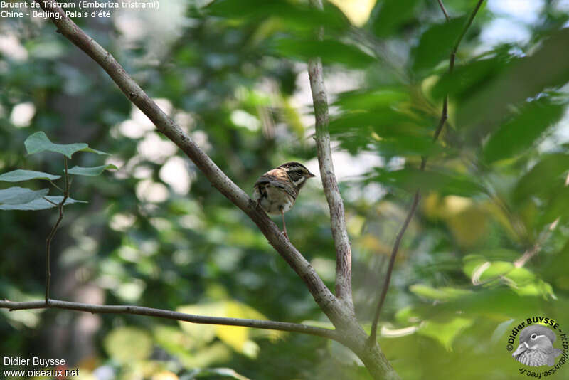 Bruant de Tristram mâle adulte internuptial, habitat