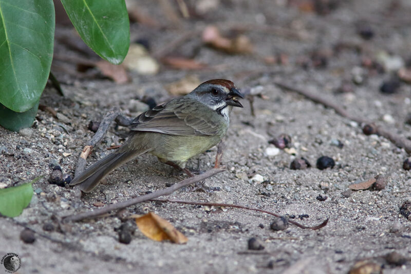 Bruant de Zapataadulte, identification, mange