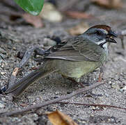 Zapata Sparrow