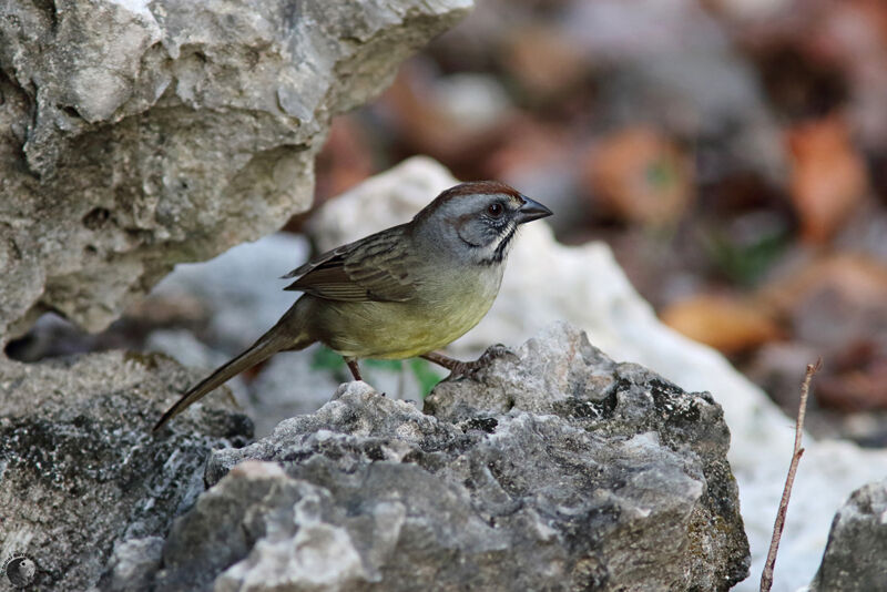 Bruant de Zapataadulte, identification