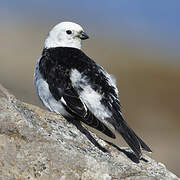 Snow Bunting