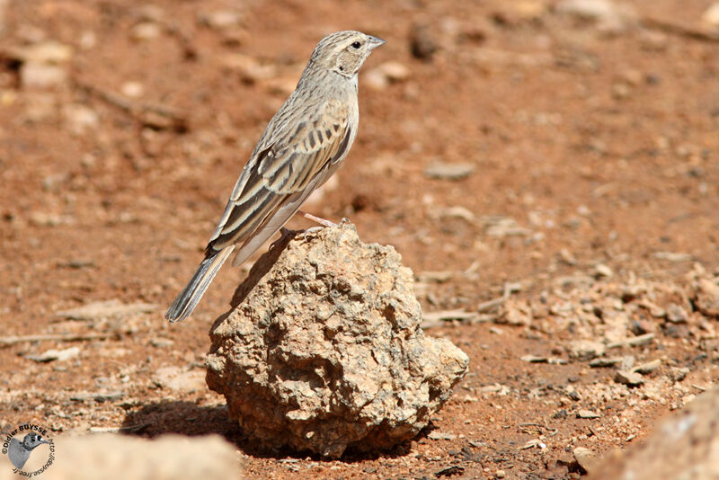 Bruant des rochersadulte, identification