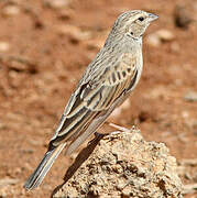 Bruant des rochers