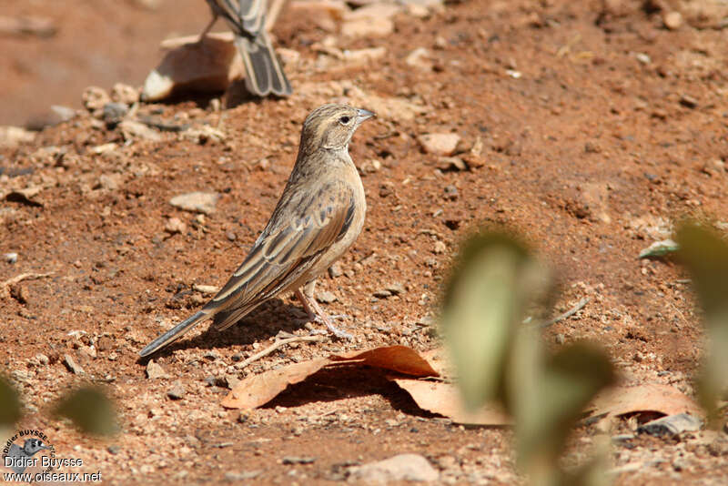 Bruant des rochersadulte, identification