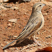 Lark-like Bunting