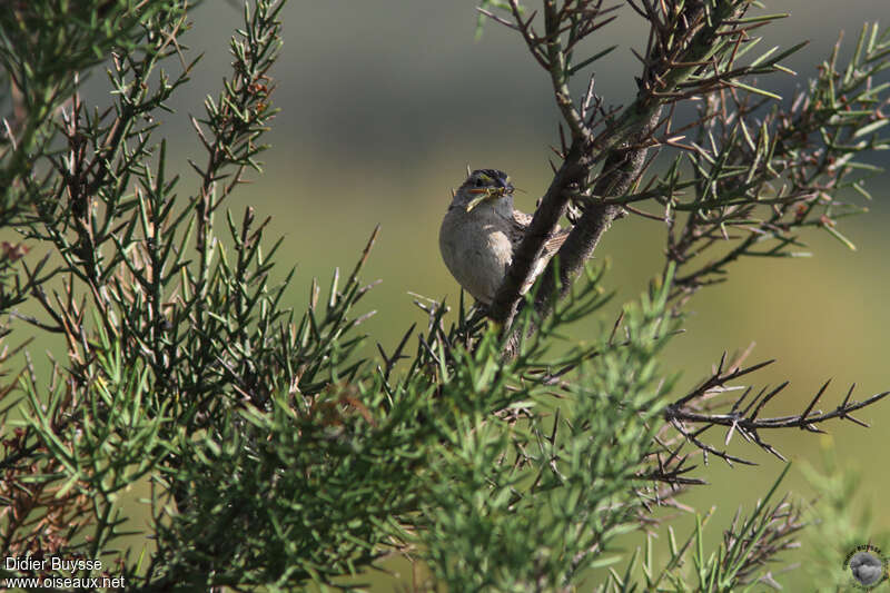 Bruant des savanesadulte, habitat, pêche/chasse, mange