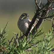 Bruant des savanes