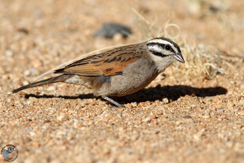 Bruant du Capadulte, identification