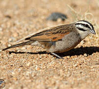 Cape Bunting