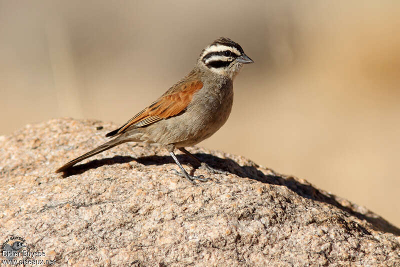 Cape Buntingadult, identification