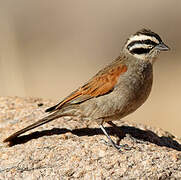 Cape Bunting