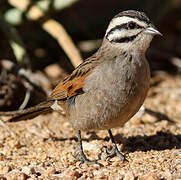 Cape Bunting