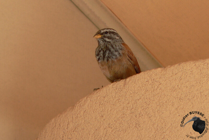 Bruant du Sahara mâle adulte, identification