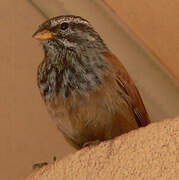 House Bunting