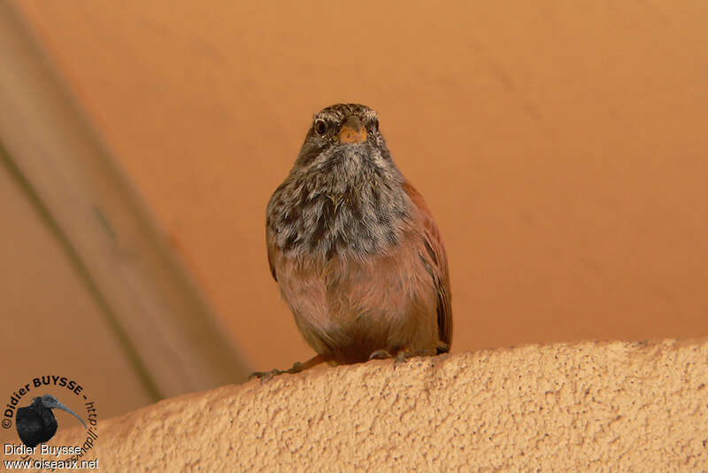 House Bunting male adult, close-up portrait